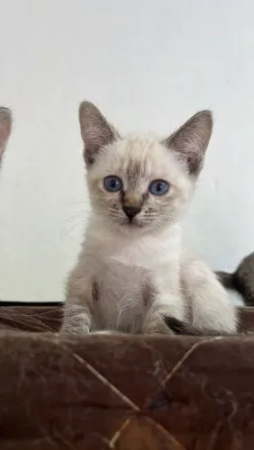 Gatinhas adoção