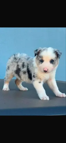 Cachorro