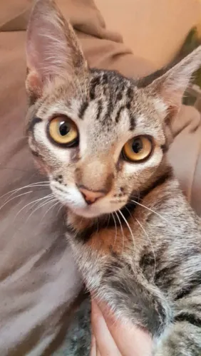 Gatilho para adoção