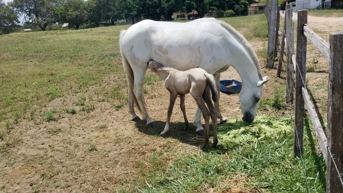 Égua mangalarga Machador a venda registrada