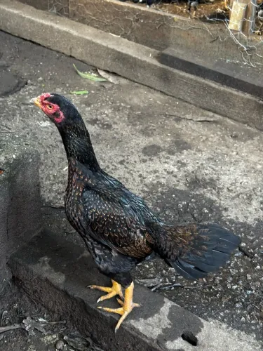 Galinha Índia