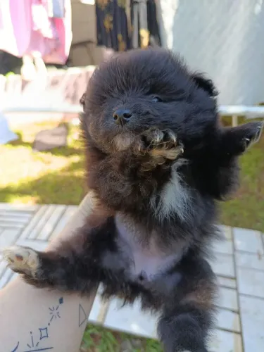 Lulu da Pomerânia 