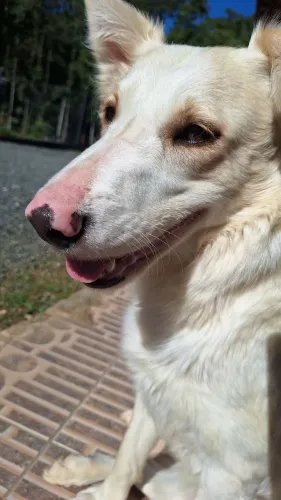 Doa-se border collie fêmea 