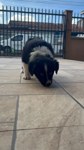 Filhote boder collie 