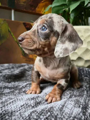 Dachshund Arlequim Chocolate e Piebald