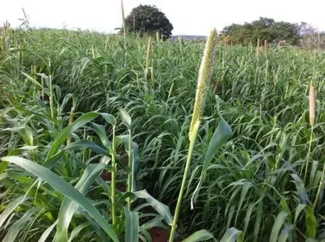 Excelente Fazenda com 169 hectares em São Pedro do Potengi
