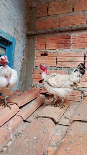 Galinhas garnisé