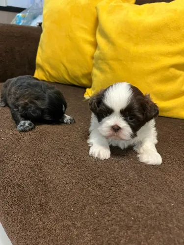 Schi tzu