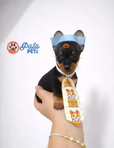 Último pinscher zero macho pretinho fofo