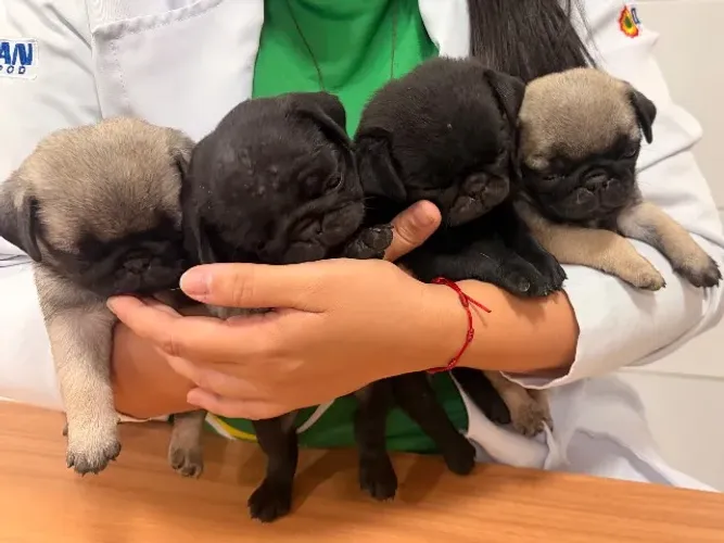 Filhotes de Pug raça pura 