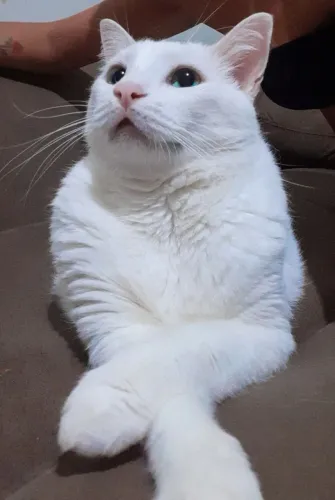 Procuro uma gata fêmea totalmente branca. De preferência já castrada!