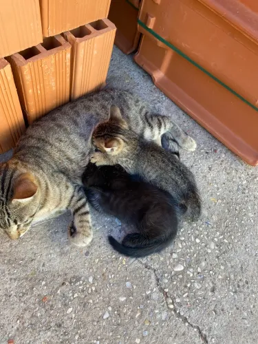 Gatos