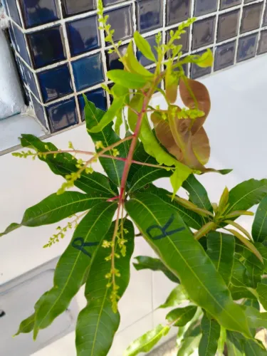 Pé de manga rosa já frutificando