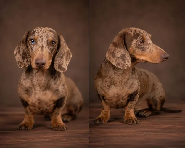 Dachshund para Cobertura