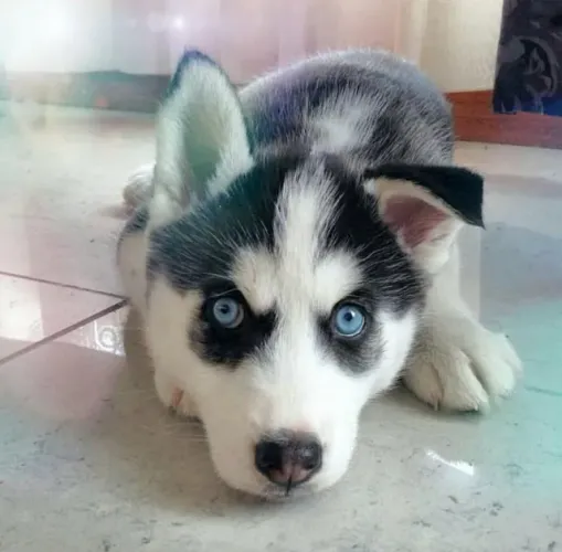 Filhotes de Husky Siberiano | Amor que nunca falha.