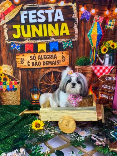 Vendo shitzu fêmea