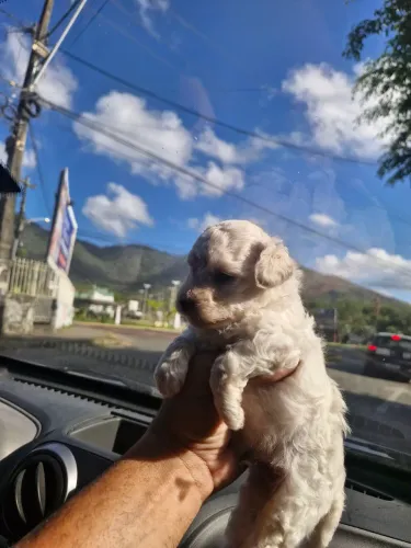 Poodle toy macho