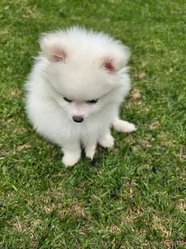 ? SPITZ ALEMÃO POMERANIAN BRANCO