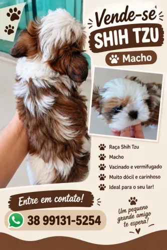 Shitzu tzu