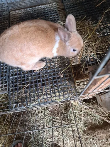 Vendo lindo machinho com 11 meses anão netherlander 150 reais