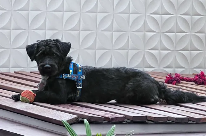 Cachorro para adoção 