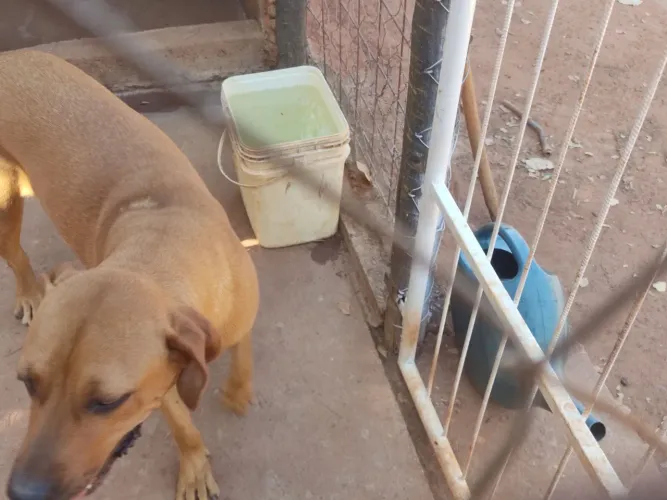 Doa uma cachorra fila 7 meses