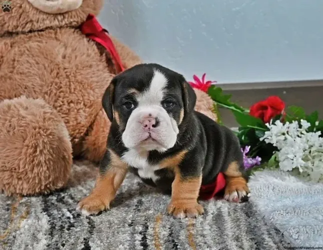 Bulldog Inglês robusto - aparência marcante