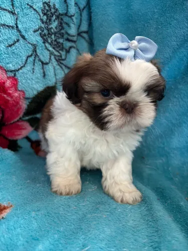 Shihtzu machos