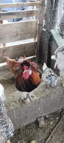 Galo polonês