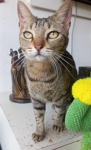 Gatinha para adoção