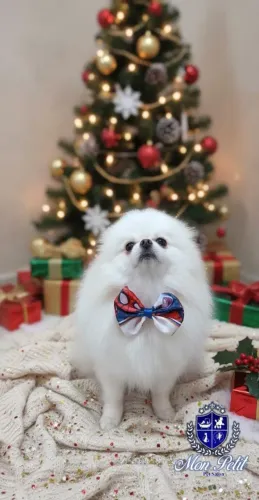 PROCURO UMA NAMORADA, LULU DA POMERANIA/SPITZ ALEMÃO 