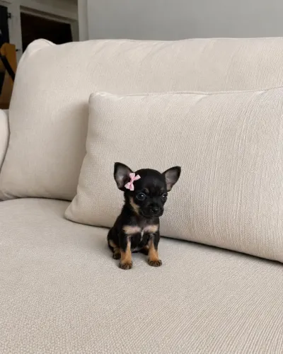 Pinscher fêmea