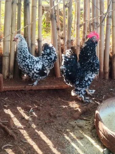 Casal galinha Belgian