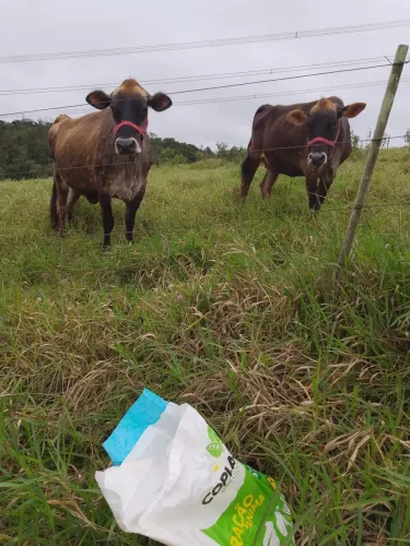 Vende vacas jersey