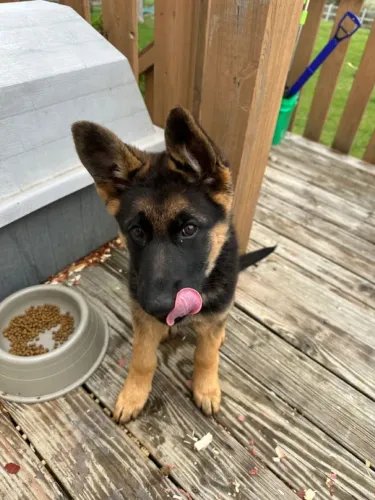 Pastor alemão Um dog que transmite carinho só com o olhar
