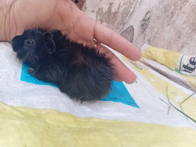 Porquinho da Índia 