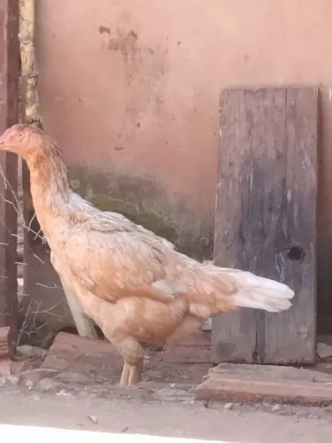 Frangas Mura
