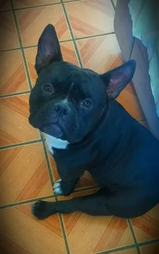 Adoção