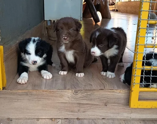 Filhote Border collie