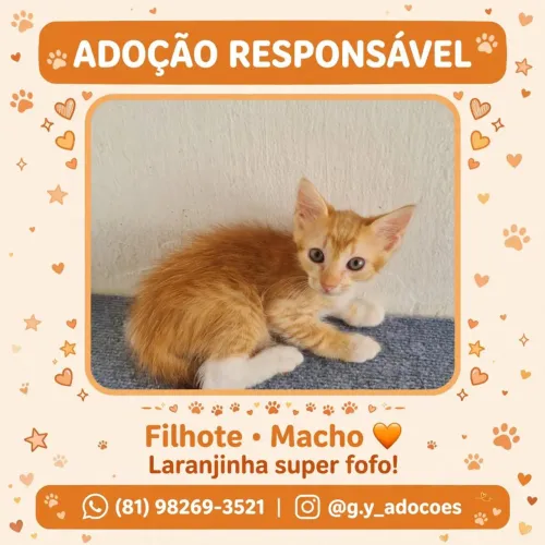 Filhotes para Adoção - apenas para quem tem telas de proteção nas janelas