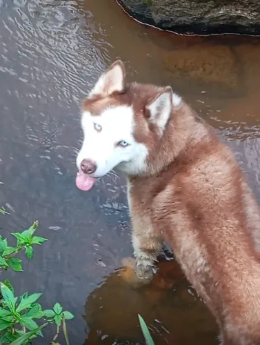 Husky siberiano macho 