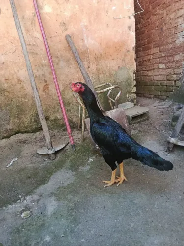 Galo e galinha índia puro
