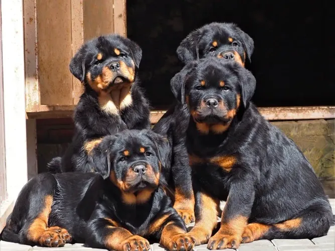 Rottweiler jovem
