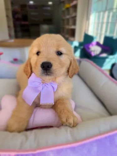 Golden Retriever