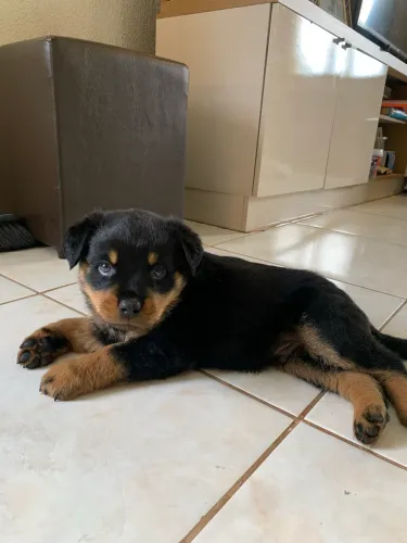 Filhote de Rottweiler