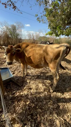 Vacas leiteiras