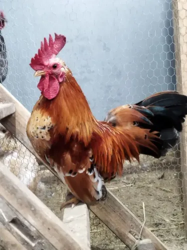 Garnizé (bem pequeno) menos de um ano.