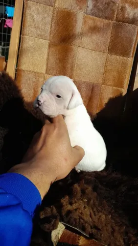 Boxer