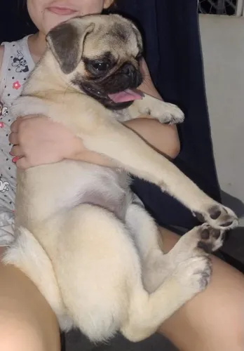 Pug femea adulta