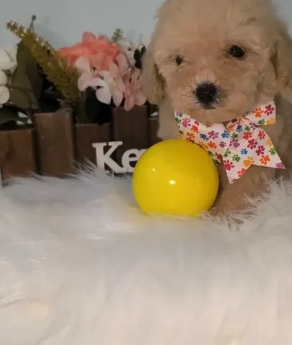 Poodle toy maravilhosos : A pronta entrega